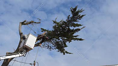 Biscarosse, France - 7 March 2025: logger and shovel cutting down a coniferous tree