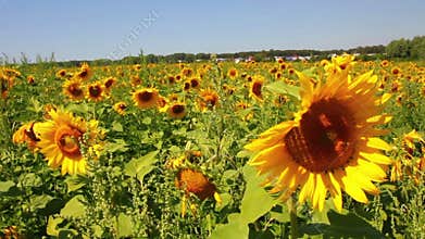 walking through sunflowers field