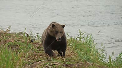 Brown bear in river