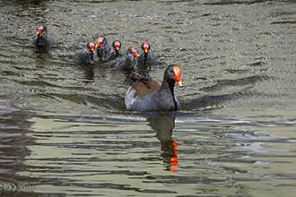A dusky moorhen being followed by a gaggle of cute, hungry chicks.