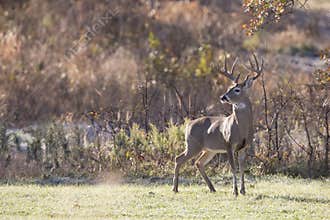 Nice Profile of mature whitetail Buck