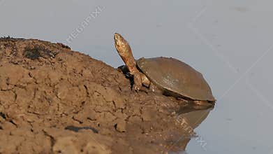 Helmeted terrapin
