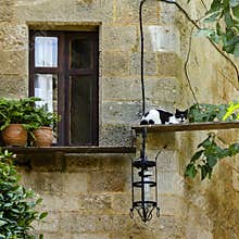 DSC9380 A stray cat at the old town of Rhodes