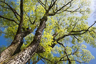 Large elm tree