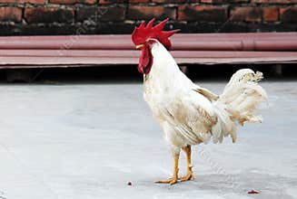 White Hen