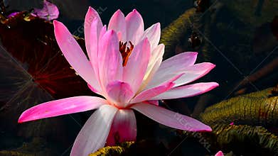 Exotic pink water lily