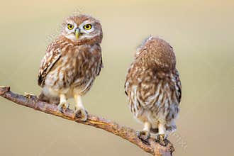 Cute owl family. Little owls. Nature background. Little Owl Athene noctua.