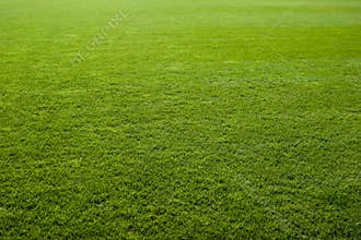 Nice Green Grass Texture