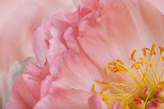 Peony Flower Macro