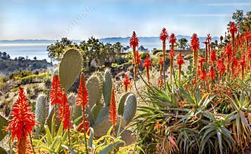 Prickly Pear Orange Aloe Cactus Morning Pacific Ocean Landscape