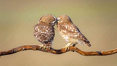 Romantic owls. Colorful nature background. Athene noctua.
