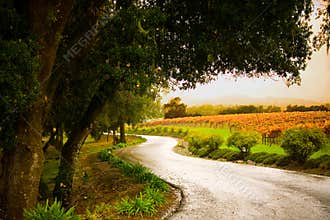 Alexander Valley Lane