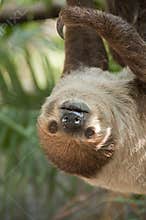 Two-toed sloth.