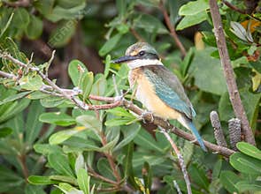 A sacred kingfisher looks around intently for prey while perched in a tree.