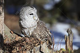 Barred Owl in Portrait Mode