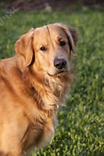 Golden Retriever