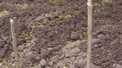 Orange granules for ant control