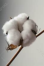 Cotton ball