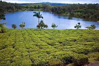 Tea plantation (Bois Cheri) in the foothills. Mauritius