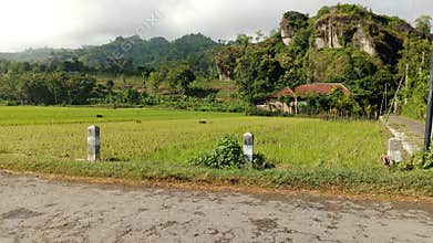 Frog montain  horor
