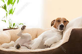 Siesta dog