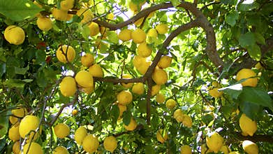 Lemon tree