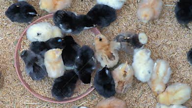 Breeding poultry. Yellow chicks eating compound feed.
