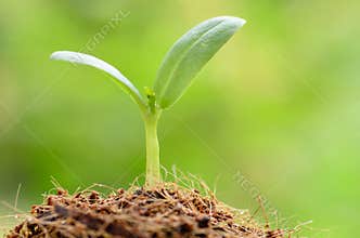 Young plant over green background and beginning to grow for people food and forest