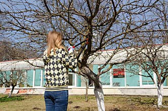 Woman cut fruit tree branch with garden secateurs