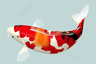 Koi Fish