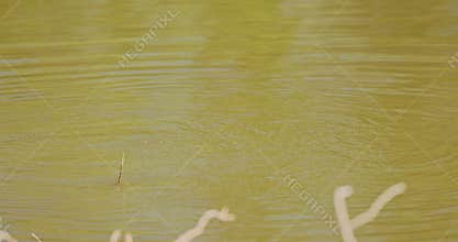 the Common Coot is the most widely distributed and most abundant breeding waterbird
