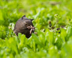Female Blackbird Holding a Bunch of Worms