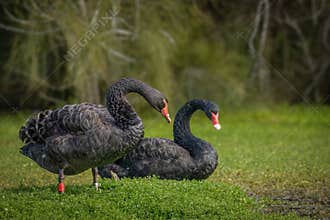 A pair of black swans spending time on the plants on the edge of a pond.