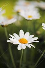 Summer Flowers