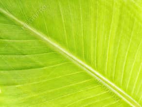 Abstrack green banana leaf surface texture background