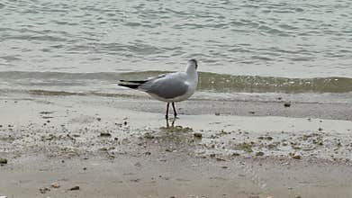 A gull near the shoreline is preening its feathers surrounded by wet sand, shells, algae patches