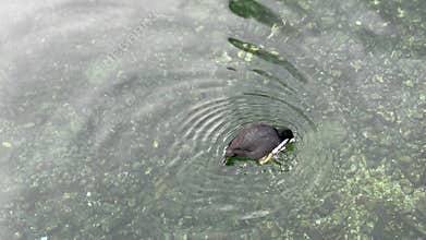 A serene water scene featuring a swimming bird gliding gracefully in clear water