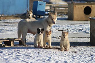 Sled dog family