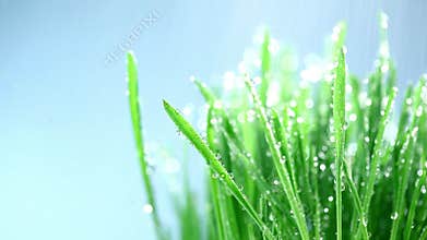 Green grass under rain