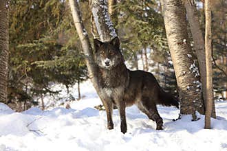 Black Wolf Beautiful Eyes