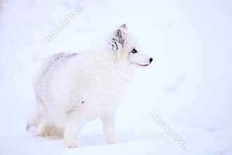 Arctic Fox in Profile