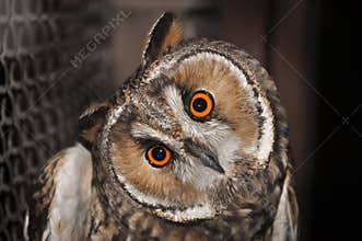 Owl