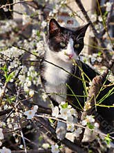 cat with white cherry blossoms