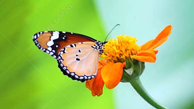 Butterfly on flower