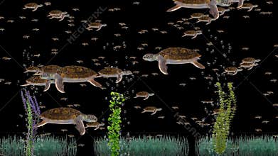 Sea Turtle swimming underwater, Transparent background videos with sea grass