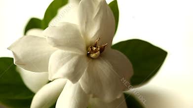 Single gardenia jasmine flower isolated on white