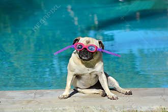 Summer holiday pug dog