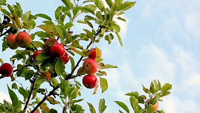 Apple-tree