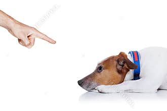 Bad dog