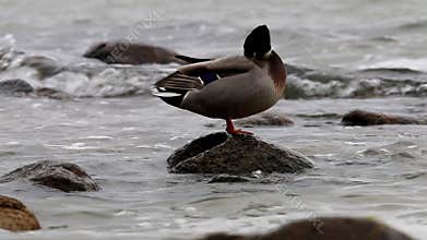 Cleaning wild duck in Baltic Sea, GÃ¶hren, Germany